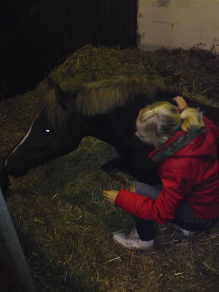 Anden særlig race Don Juan    -    SOLGT   billede 6