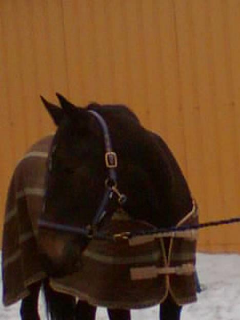 Anden særlig race R.I.P. Diego billede 6