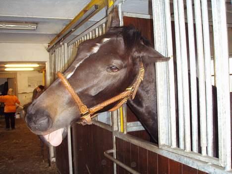 Anden særlig race R.I.P. Diego - kom her :) billede 7