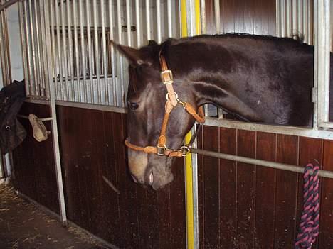 Anden særlig race R.I.P. Diego billede 8