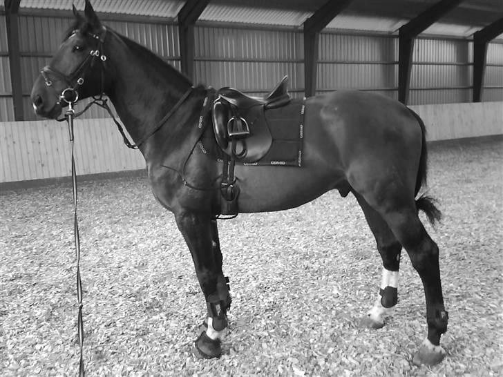 Hannoveraner Zacharias Star *solgt* - Orv er der damer derovre??? billede 3