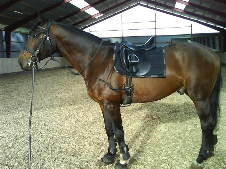 Hannoveraner Zacharias Star *solgt* - Er du snart færdig? billede 4