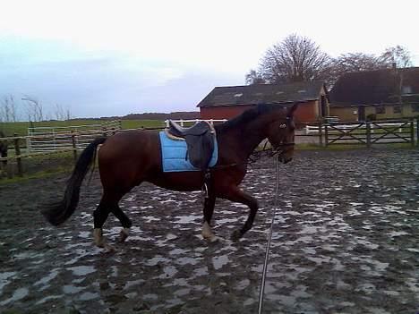 Hannoveraner Zacharias Star *solgt* - Kedeligt! billede 5