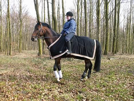 Hannoveraner Zacharias Star *solgt* - Kom nu... Jeg vil videre! billede 6