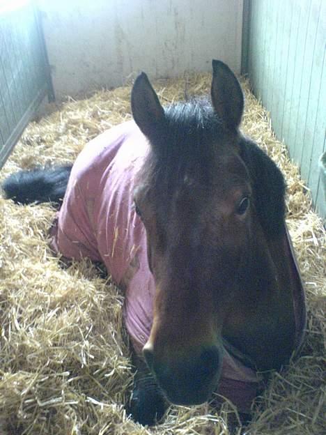 Anden særlig race Ofelia gammel part - tager lige en lur billede 6