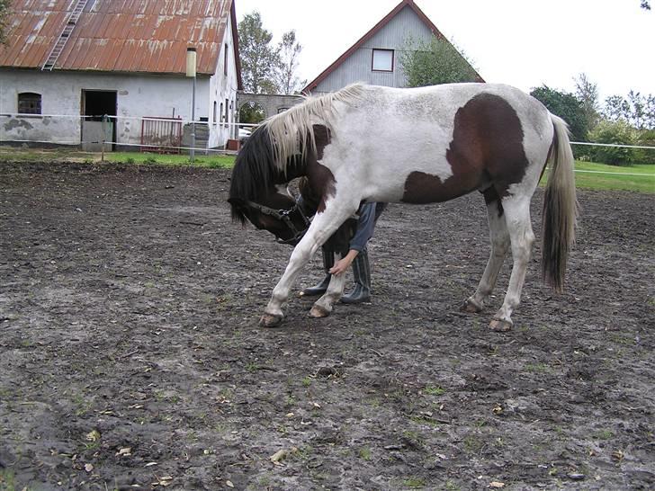 Pinto  *Ravnholts Santos* R.I.P - Lige lidt øvelser med Basse. billede 16