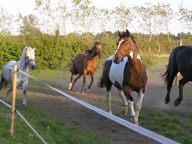 Pinto  *Ravnholts Santos* R.I.P - Basse og resten af flokken kommer hjem fra marken i fuld fart sep. 08. billede 20