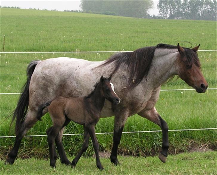 Welsh Pony af Cob-type (sec C) Bjerregårds Paulowa - Paulowa og lille nye Charlie billede 1