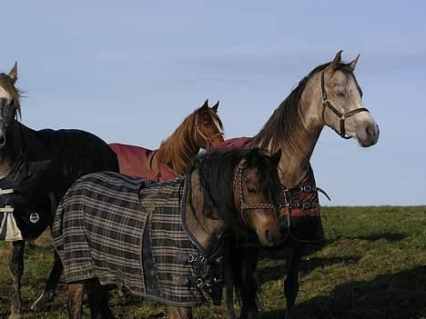 Welsh Pony af Cob-type (sec C) Bjerregårds Paulowa - Paulowa sammen med sine beste venner! billede 2