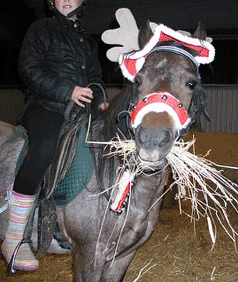 Welsh Pony af Cob-type (sec C) Bjerregårds Paulowa - Paulowa til jul. billede 3