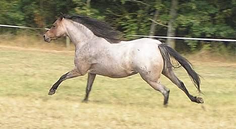 Welsh Pony af Cob-type (sec C) Bjerregårds Paulowa - Paulowa i fuld galop. billede 4