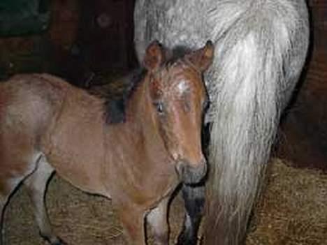 Welsh Pony af Cob-type (sec C) Bjerregårds Paulowa - Paulowa som lille bitte føl. billede 5
