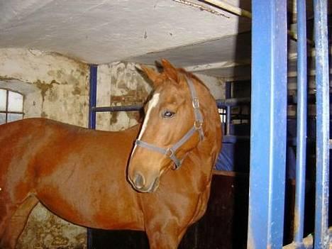 Dansk Varmblod Isabell - Det første billede jeg har af Isabell. Her står hun i hendes boks hos Niels som jeg købte hende af. billede 1