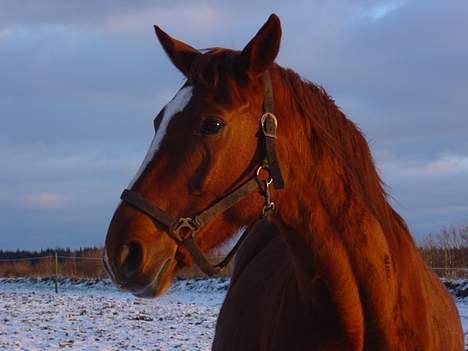 Dansk Varmblod Isabell - Nærbillede af Isabell. billede 3