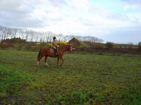 Dansk Varmblod Isabell - Cecilie er ude og ride på Isabell på banen i Kårup. billede 4