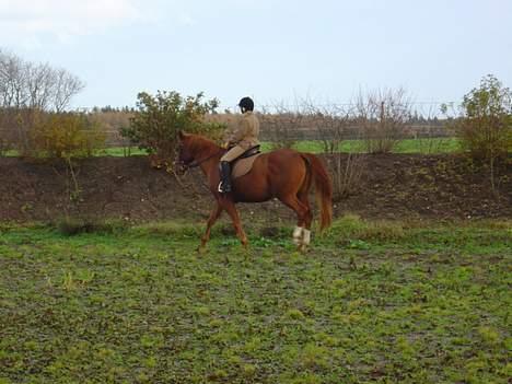 Dansk Varmblod Isabell - Endnu et billede af Cecilie som rider på Isabell. billede 5