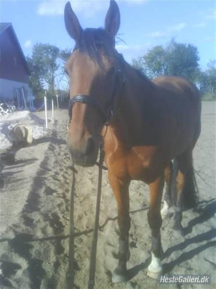 Traver Eric Cantona død :´( billede 1