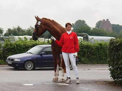 Dansk Varmblod   Safir-Bell Ravnsbjerg   billede 9