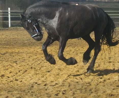 Frieser Nancy død d.19-02-2009 billede 19