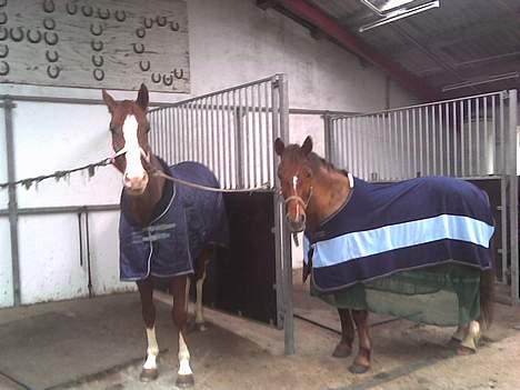 Welsh Partbred (Sec F) Siem´s Patricia - Patricia og belheim billede 3