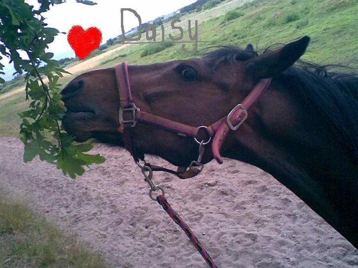 DSP Daisy Hesse<3 Solgt :/ :( - uhhh det smager godt..   foto: mig selv..  xD billede 4