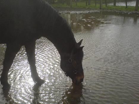 DSP Daisy Hesse<3 Solgt :/ :( - jeg skal lige have vand!!   foto: mig selv...  :) billede 5