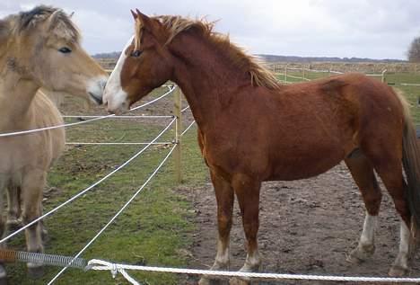 Anden særlig race Baldur billede 4