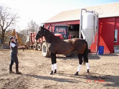 Anden særlig race Mibell (solgt) billede 1
