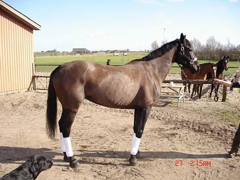 Anden særlig race Mibell (solgt) billede 2
