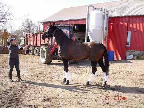 Anden særlig race Mibell (solgt) billede 3