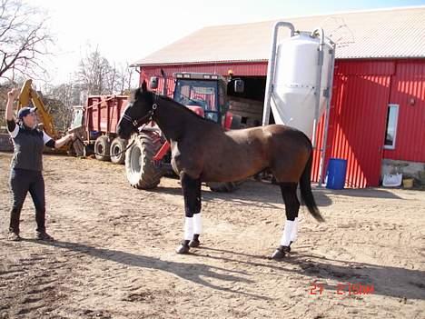 Anden særlig race Mibell (solgt) billede 4