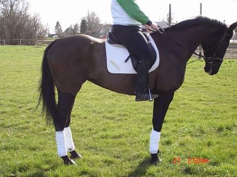 Anden særlig race Mibell (solgt) billede 5