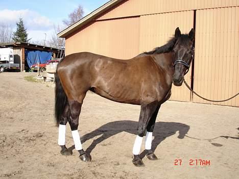 Anden særlig race Mibell (solgt) billede 6