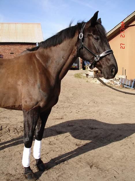 Anden særlig race Mibell (solgt) billede 7