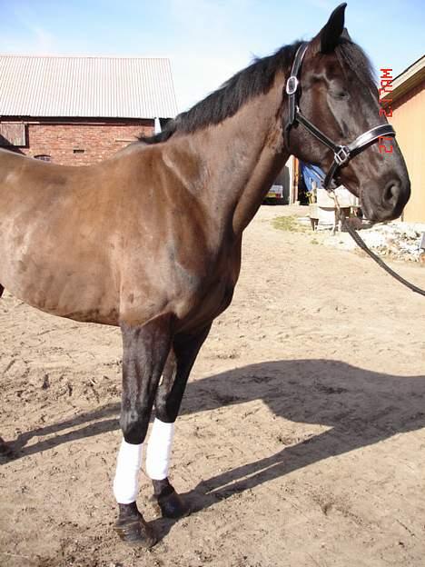 Anden særlig race Mibell (solgt) billede 8