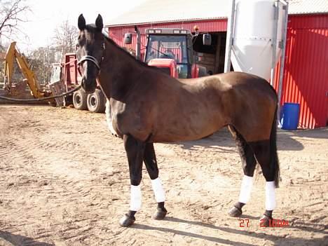 Anden særlig race Mibell (solgt) billede 9