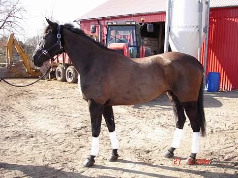 Anden særlig race Mibell (solgt) billede 10