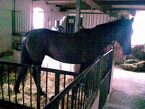 Anden særlig race Mibell (solgt) billede 11