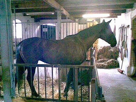 Anden særlig race Mibell (solgt) billede 12