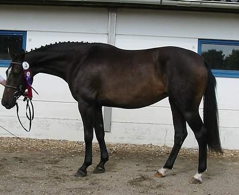 Holstener Megara billede 4