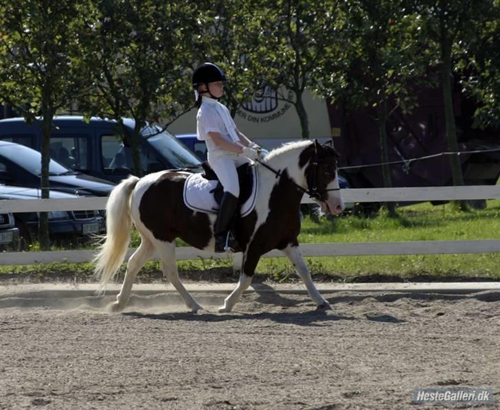 Pinto Flying Beauty - LB2 til D-stævne i AUGR.  billede 2