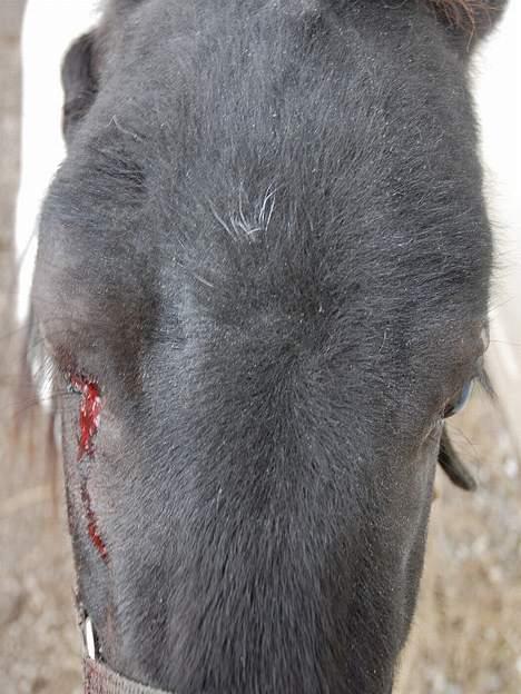 Shetlænder lukas - 16 marts 2007 hvor han blev sparket i hovedet billede 13