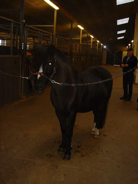 Welsh Mountain (sec A) † Miss Daylight † :'( - når jeg skal til og bøstes :) billede 6