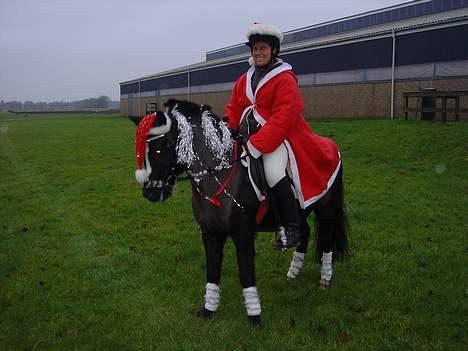 Welsh Mountain (sec A) † Miss Daylight † :'( - til juleshow :D billede 7