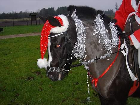 Welsh Mountain (sec A) † Miss Daylight † :'( - jeg finder mig i meget. :) billede 8