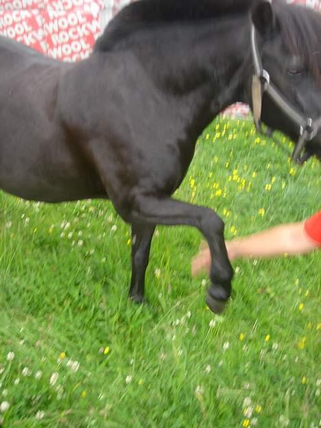 Welsh Mountain (sec A) † Miss Daylight † :'( - jeg kan give "hånd" :P billede 9