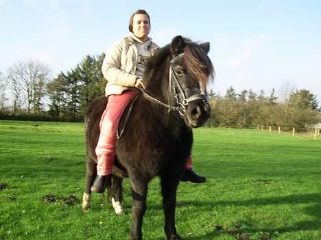 Welsh Mountain (sec A) † Miss Daylight † :'( - når det vinter sætter jeg virkelig pels. især fordi jeg sover ude om natten! billede 10