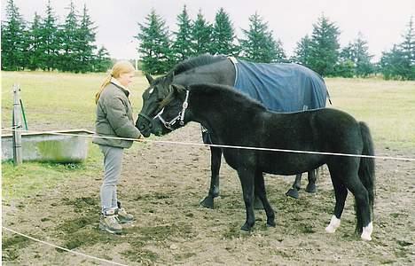 Welsh Mountain (sec A) † Miss Daylight † :'( - mine 2 bedste venner. :) billede 11