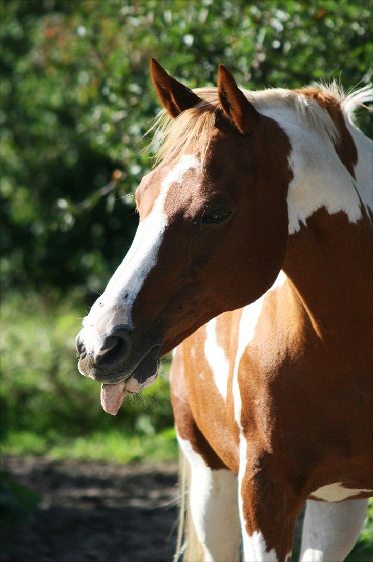 Hollandsk Sportspony Jangalene/ Freja  * R.I.P* - 1* Min skønne prinsesse <3 billede 1