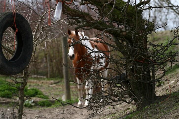 Hollandsk Sportspony Jangalene/ Freja  * R.I.P* - 5* GEMMELEG :D Taget af: Camilla Rosenlund   billede 5
